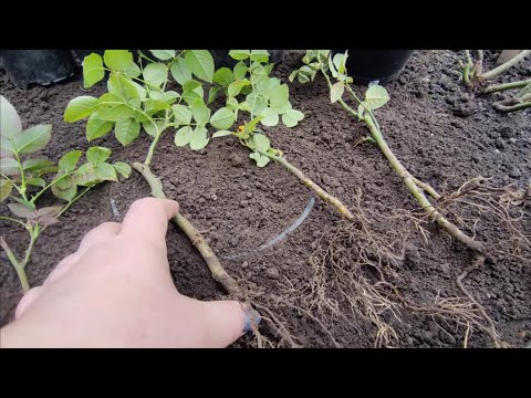 Видео: Осеннее черенкование роз 🌹🌹и результат через год