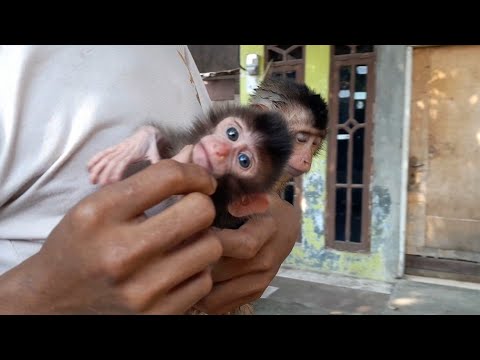 Видео: Чуть не попал в беду из-за обезьянки Старлы с косичкой