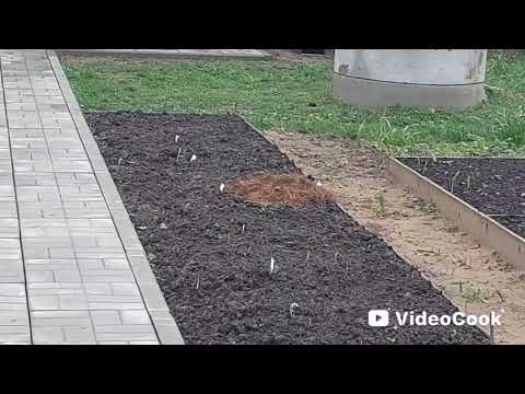 Видео: Наши 8,4 сотки🏡Занимаюсь укрытием растений в зиму👍