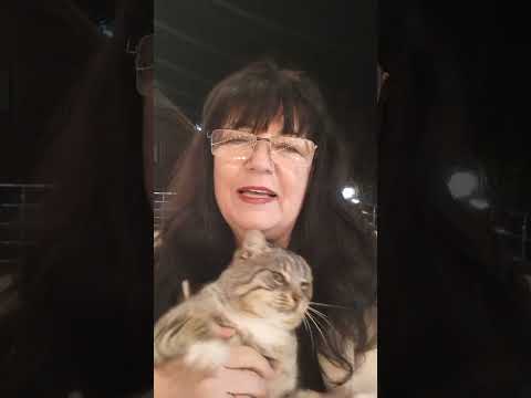 Видео: Вечір в Закарпатті. прямий ефір.