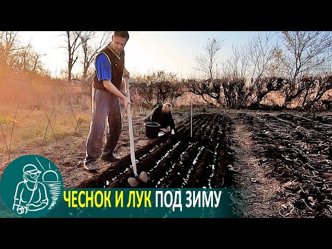Видео: 🧄 Посадка озимого чеснока и лука под зиму 🌿 Выращивание по технологии Гордеевых