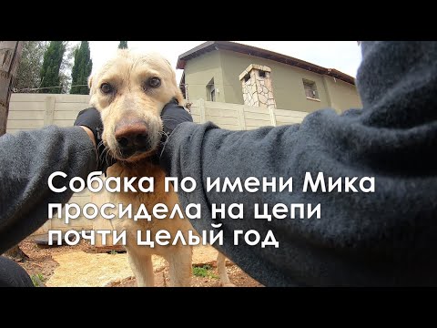 Видео: Собака Лабрадор по имени Мика и её новая жизнь.