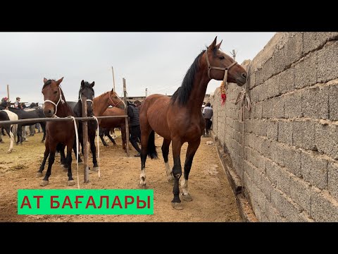 Видео: Жылқы 2-Бөлімі Шымкент