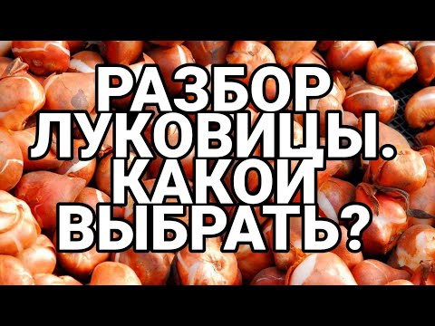 Видео: Разбор луковиц тюльпанов.Стоит ли переплачивать за 12+