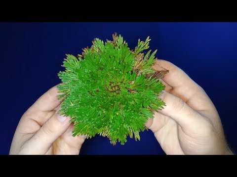 Видео: Роза Иерихона с AliExpress!!!