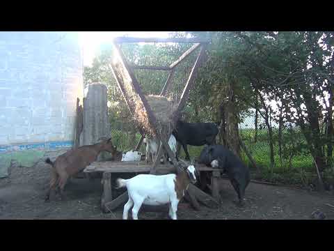 Видео: Вся ПРАВДА об УДОЯХ у КАМЕРУНСКИХ коз. Сколько и как долго.