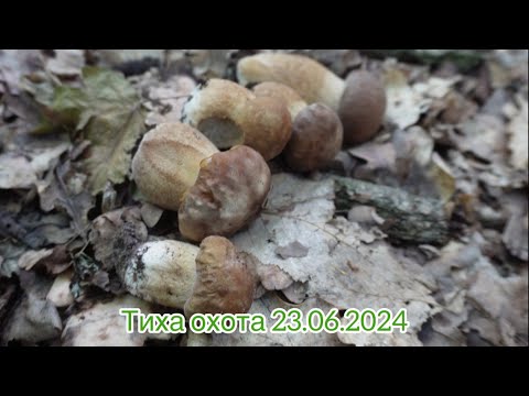 Видео: Збираємо білі, лисички та боровички 😊🌳