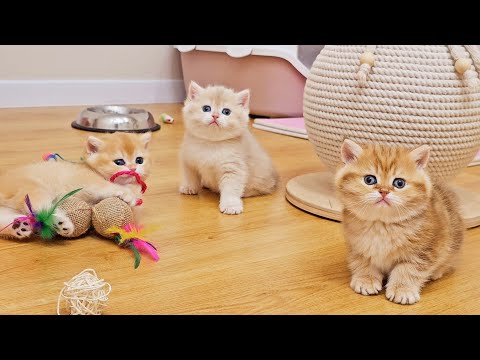 Видео: Семья британских короткошерстных котят весело играет вместе