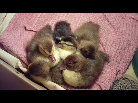 Видео: Суточные мускусные утята - как их вырастить