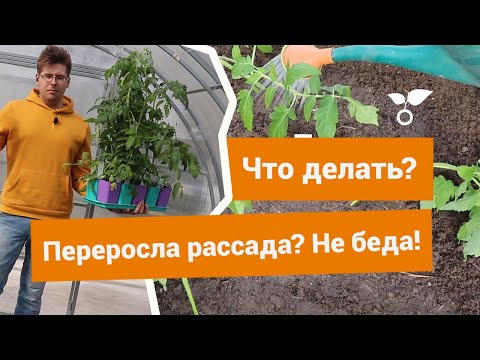 Видео: Переросшая рассада — как высадить такие растения на новое место?