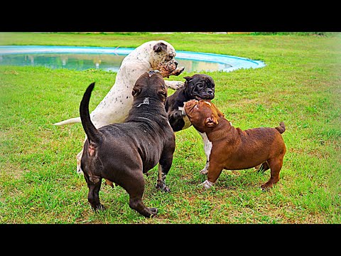 Видео: Этих собак невозможно успокоить!