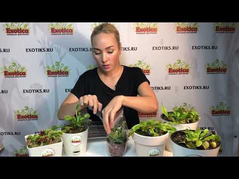 Видео: Зимний период покоя Венериной Мухоловки, или зимняя спячка