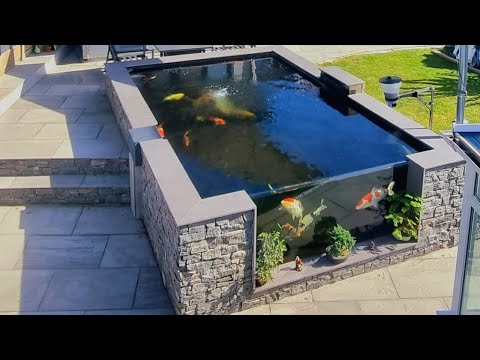 Видео: ПРУД ДЛЯ КАРТОВ КОИ ОБЪЁМ 4000 ГАЛЛОНОВ — ЭКСПЕРИМЕНТИРУЕМ СО ШТРАФАМИ! ШТРАФЫ ИСЧЕЗЛИ ЗА 12 ЧАСО...