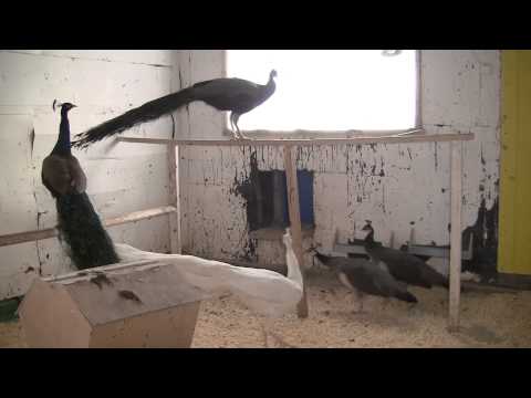 Видео: ЛПХ Феникс Содержание павлинов