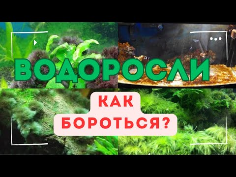 Видео: Почему растут водоросли и как с ними справиться/Черная борода/Въетнамка