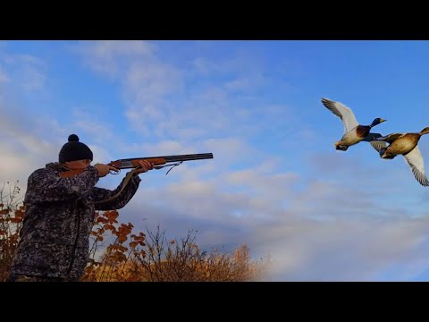 Видео: Охота на утку в ноябре! Жирнющих уток дробь не берёт!!!