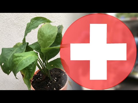 Видео: СПАТИФИЛЛУМ ВЯНЕТ И БОЛЕЕТ что делать? 🌱 цветок ЖЕНСКОЕ СЧАСТЬЕ