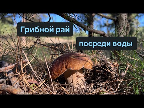 Видео: Набрали полные корзины на острове 