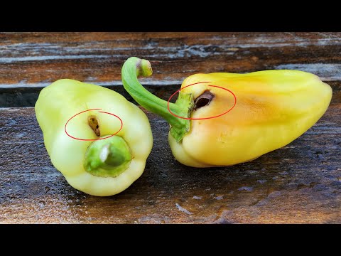 Видео: Кто делает дырки в перце? Борьба с совкой.