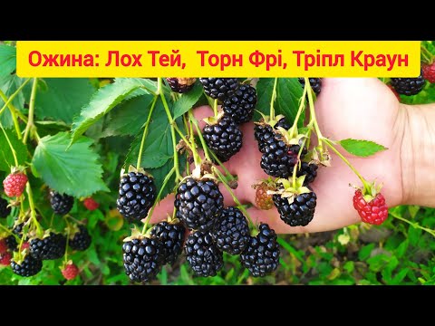 Видео: Ожина Лох Тей, Торн Фрі та Тріпл Краун (Потрійна корона). Вирощуйте на присадибних ділянках