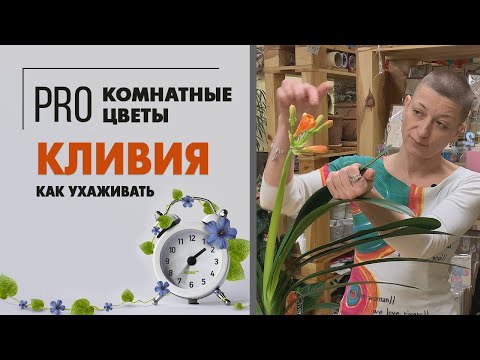 Видео: Комнатное растение Кливия – кафрская лилия | Любимица цветоводов. Неприхотливое растение - праздник.