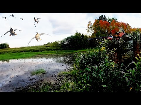 Видео: ОСЕННЯЯ ОХОТА НА УТКУ С ЧУЧЕЛАМИ!!! Тридцать минут отличной охоты...