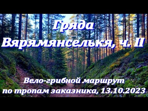 Видео: Заказник "Гряда Вярямянселькя": Вело-пеше-грибной маршрут по тропам среди озер. 13.10.2023. Часть 2.