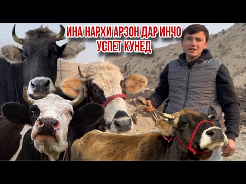 Видео: ХАМИНРУЗА НАРХ ХЕЛЕ АРЗОН УСПЕТ КУНЕД МОЛХОИ СОЛИБОЙ 11 ноября 2025 г.
