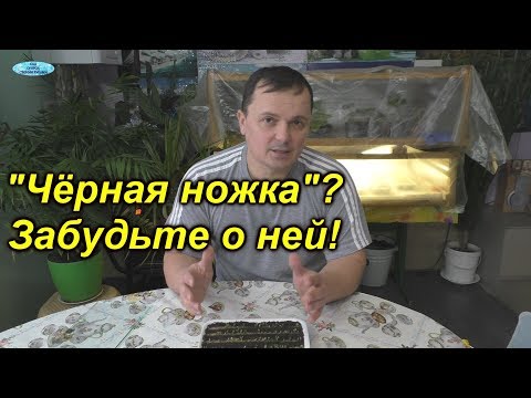 Видео: "Чёрная ножка" на рассаде - почему мы о ней давно забыли.