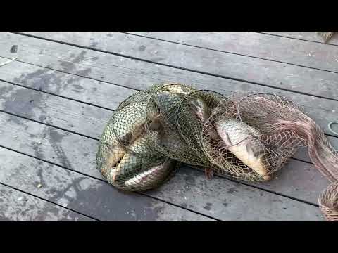 Видео: Днестр. База Русалка. Отлично отловились !!! 24.09.2023 г.