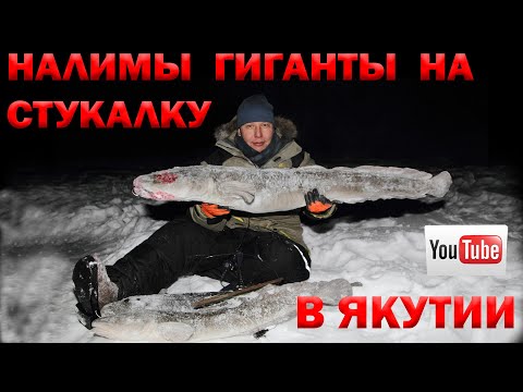 Видео: РЫБАЛКА НА НАЛИМА. GIANT BURBOTS IN SIBERIA