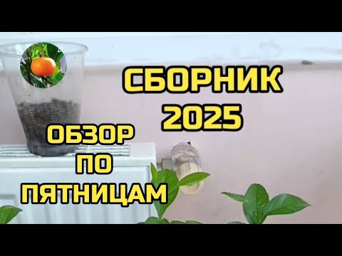 Видео: Сборник Обзоров по пятницам сезона 2025 🎃🥒