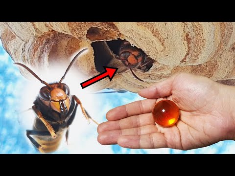 Видео: Как подружиться с осой
