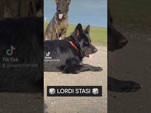 Видео: ТАК ПРОШОЛ НАШ 2024ГОД.💯%ГДР 🇩🇪DDR. НЕМЕЦКАЯ ОВЧАРКА В, 🇧🇾 BELARUS.