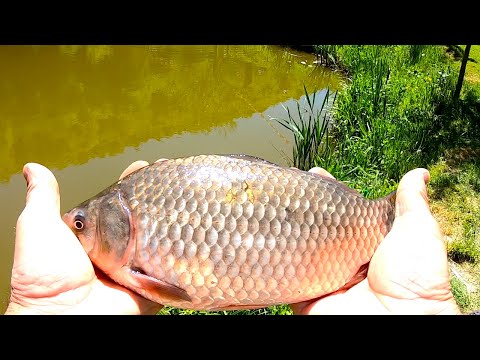 Видео: Карась на мормышинг и поплавок. Мормышинг рулит.