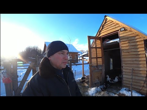 Видео: КТО ЗАДУШИЛ КРОЛИКОВ  ? Я УЗНАЛ   ,ОНИ ПРИШЛИ В 5 УТРА  ЗА СВЕЖЕЙ ДОБЫЧЕЙ на третий раз.