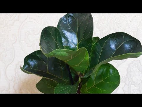 Видео: ЛИРАТА ГУЛИНИ ЧЕРИНКА КИЛИШ