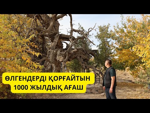 Видео: Өлген талдың сыры неде? | Ерекше мешіт | Қарнақ ауылы | CӨЙЛЕ