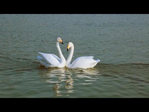 Видео: «Лебеди-кликуны»|CCTV Русский