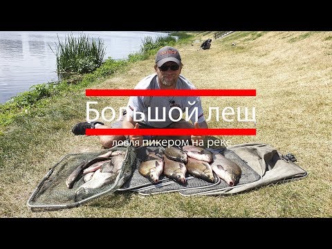 Видео: Ловля большого леща на пикер