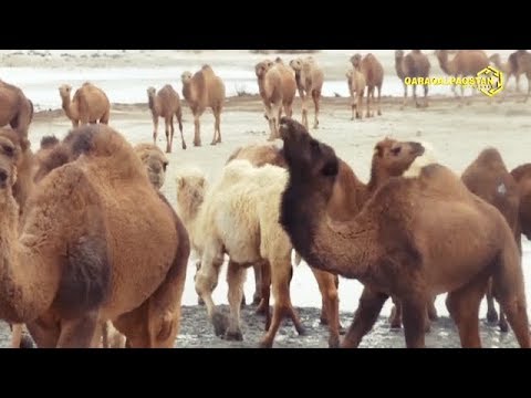 Видео: Қазақстаннан Нөкис районға ақ түйелер алып келинди