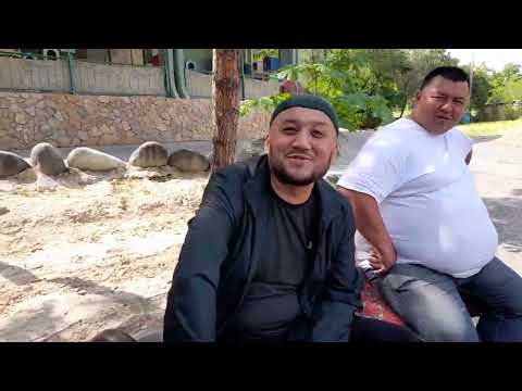 Видео: Андижанский Високолетные Голуби