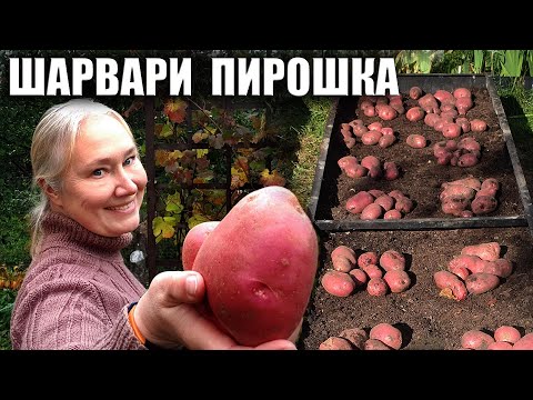 Видео: Картофель Шарвари Пирошка в высокой грядке Что выросло?