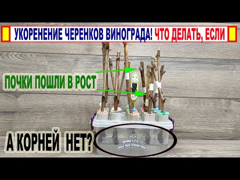 Видео: 🍇 Где ошибка? Что делать при УКОРЕНЕНИИ ЧЕРЕНКОВ ВИНОГРАДА если ПОЧКИ ПОШЛИ в РОСТ, а КОРНЕЙ НЕТ!