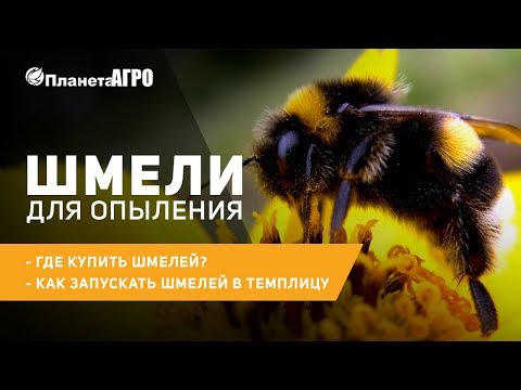 Видео: 🐝 Шмели для опыления ✔️ где купить шмелей ✔️ как запускать шмелей в теплицу | 🌿 Планета Агро