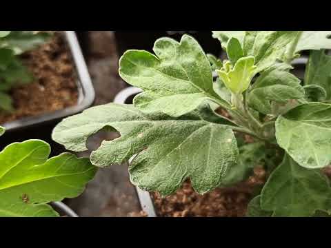 Видео: Подкормка и обработка  от вредителей хризантем в июле