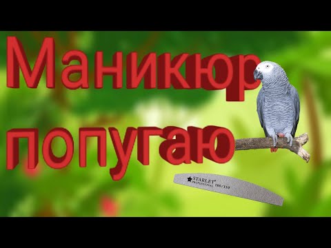 Видео: ПОПУГАЙ НА МАНИКЮРЕ/как правильно обрезать КОГТИ БОЛЬШОМУ ПОПУГАЮ