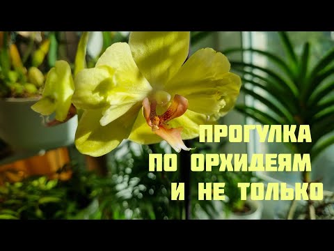 Видео: Пройдёмся немного по цветочкам.