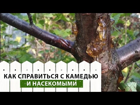 Видео: Как бороться с камедью, белой цикадкой и ирисовой мухой? Ответы на вопросы зрителей канала