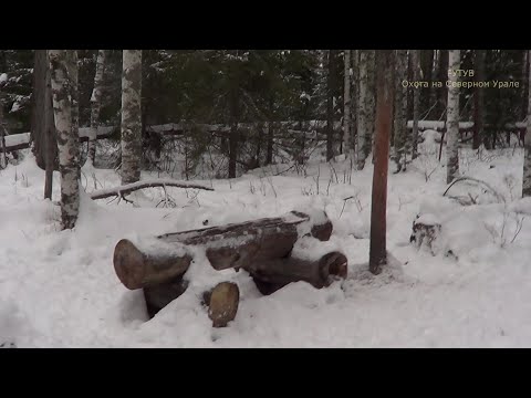 Видео: Охота на куницу капканами. сезон 24-25г. / ПРОВЕРКА КАПКАНОВ 19.01.2025г. ЗАВËЗ СОЛЬ НА СОЛОНЕЦ.